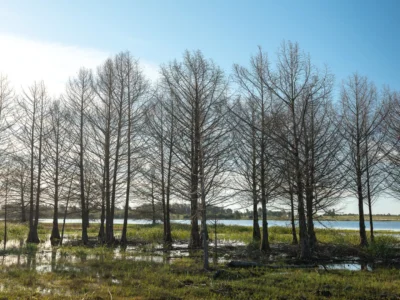 PROYECTO | Laguna del Cisne - Reserva de Chacras/ Canelones