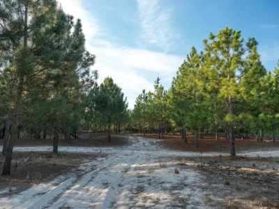 PROYECTO | Laguna del Cisne - Reserva de Chacras/ Canelones