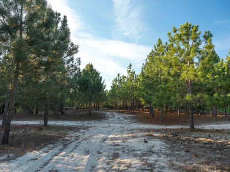 PROYECTO | Laguna del Cisne - Reserva de Chacras/ Canelones